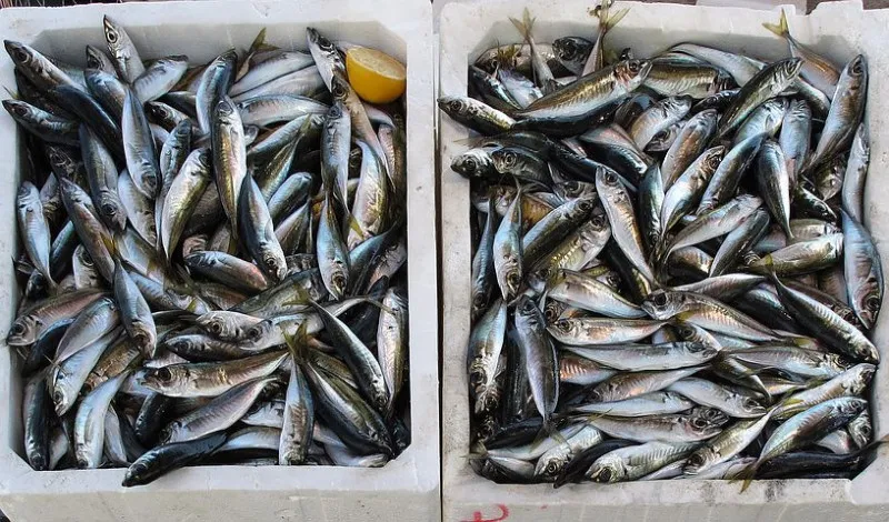 В Иркутском аэропорту при внутрироссийских перевозках досмотрено более 713 кг рыбы и морепродуктов