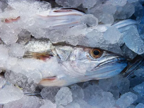 На посту «Рубеж» в Иркутской области задержали 22 тонны рыбы без сопроводительных документов