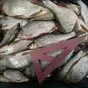 продаём свежемороженную ангарскую рыбу в Иркутске