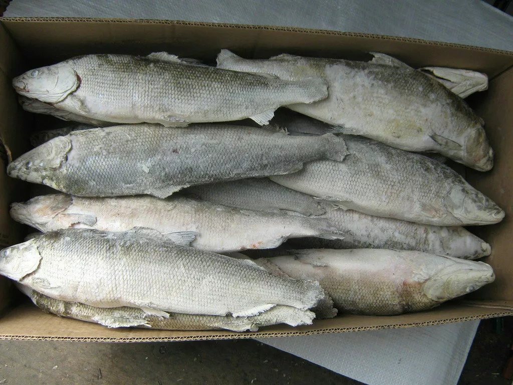 свежемороженая рыба опт и розница в Иркутске 3