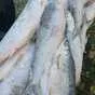 северная рыба нельма, ряпушка, муксун в Иркутске